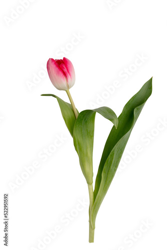 Lilac tulip flowers on white background.