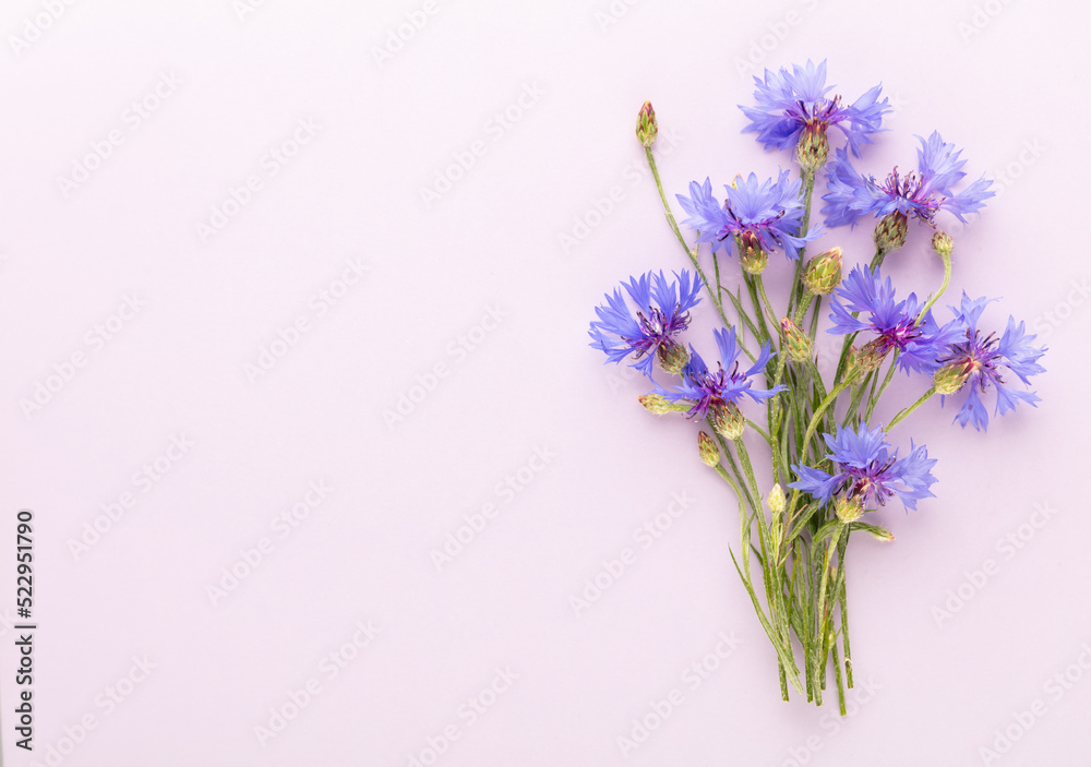 Obraz premium Alternative Medicine. Centaurea cyanus, Cornflower Herb capsule, Nutritional Supplement.