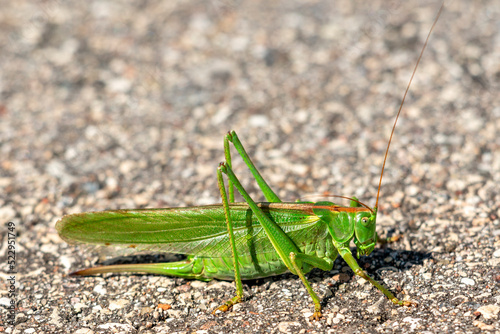 Close-up of large green grasshopper