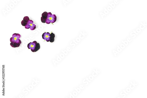 Pansies isolated on white background. Viola pansy flower. Purple spring flowers, top view. Design element. Springtime concept.