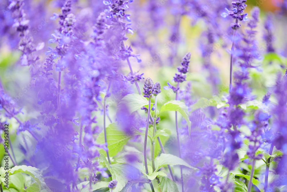 Fototapeta premium lavanda, planta, aroma, lila
