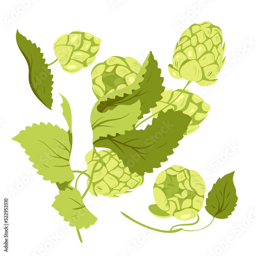 Cartoon isolated Humulus lupulus herb, green branch with fresh hop cones and leaf, organic natural malt ingredient for craft beer production in brewery. Hop plant with buds set vector illustration