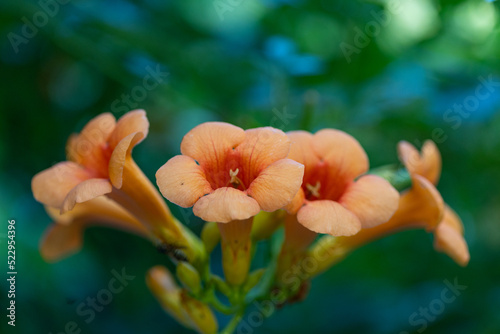 Orange trumpet flower. Latin name Campsis Tagliabuana 