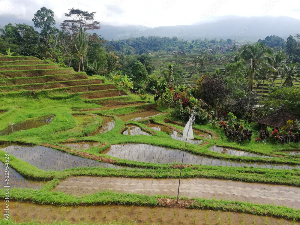 Jatiluwih rice terrace at Tabanan regency of Bali Indonesia