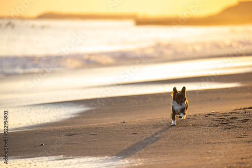 夕方の海を散歩するチワックスの犬 photo