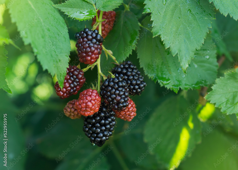 Blackberry berries. Ripe and unripe berries Blackberry berries. Ripe and unripe berries
