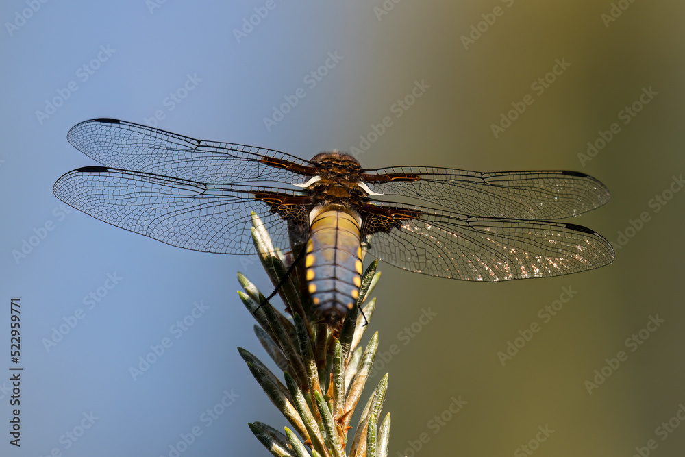 Broad bodied chaser, broad bodied darter, dragonfly, Libellula depressa sitting on a stick, thin insect and long transparent wings Broad bodied chaser, broad bodied darter, dragonfly, Libellula depressa sitting on a stick, thin insect and long transparent wings