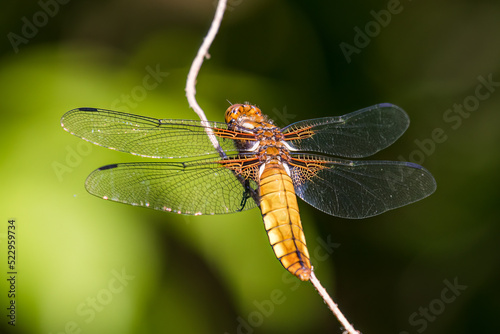 Broad bodied chaser  broad bodied darter  dragonfly  Libellula depressa sitting on a stick  thin insect and long transparent wings