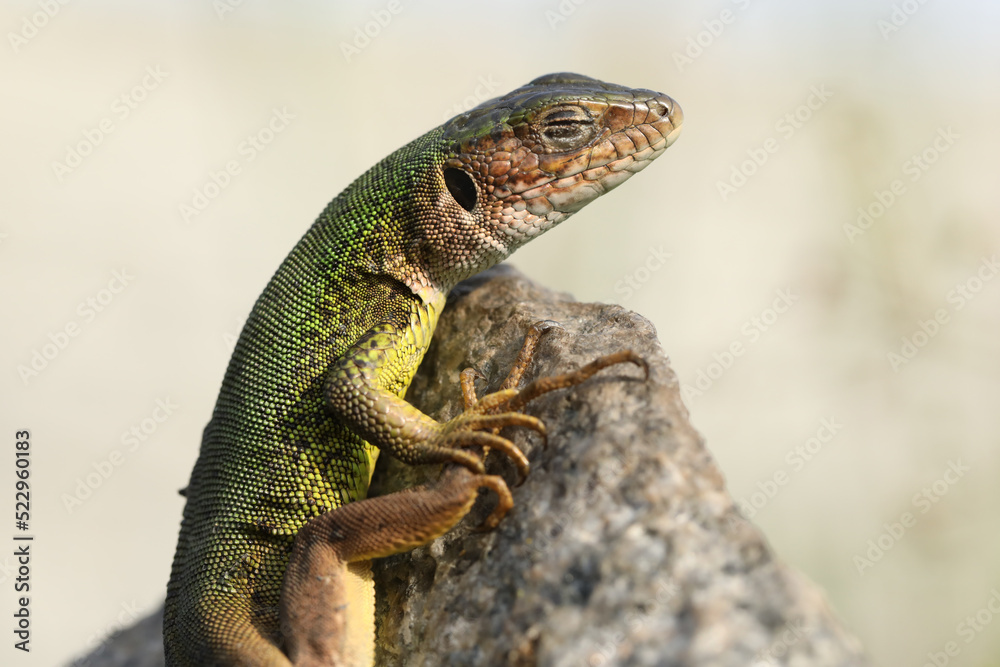 Fototapeta premium Beautiful green lizard on the stone outdoor