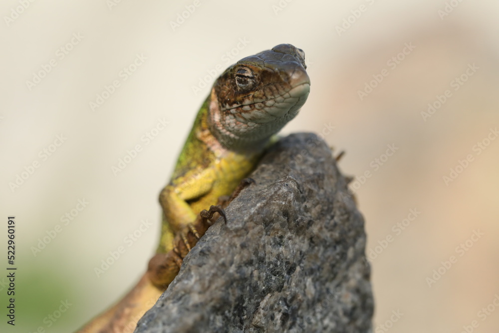Obraz premium Beautiful green lizard on the stone outdoor