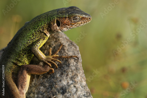Beautiful green lizard on the stone outdoor