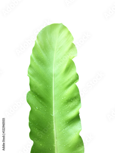 Isolated young and green leaf of bird's nest fern on white background with clipping paths. photo