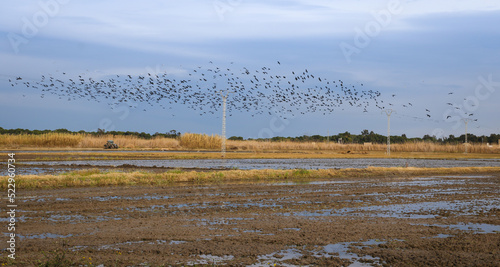 Flock of birds over a marsh in Valencia, Spain