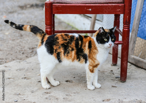Cat with red chair in Valencia, Spain