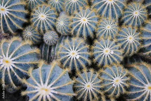 Close up of many balloon cacti photo