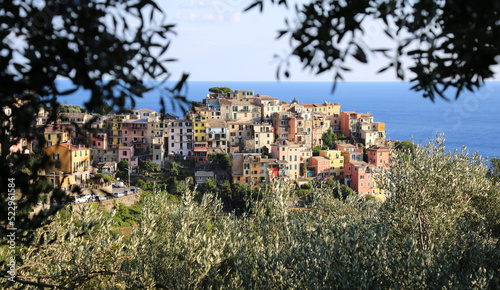 View of Corniglia through olive branches on the Cinque Terre in Italy