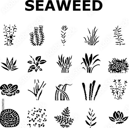 Aquatic Seaweed Natural Plant Icons Set Vector. Red Ludwigia And Marimo Ball, Anubia Nana Vallisneria Spiralis, Hydrophilia Polyspermy Elodea Densa Aquatic Seaweed Glyph Pictograms Black Illustrations
