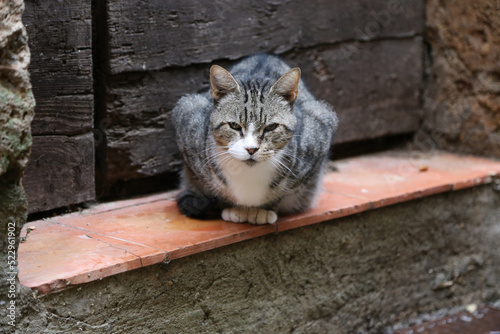 Street cat in Europe on ledge