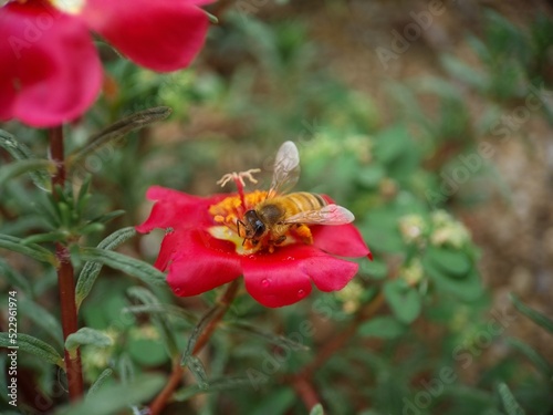 rose moss and bee © Bj6010