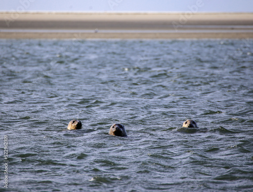Three Seals in the Wadden Sea