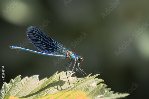 Blue dragonfly, Libellula depressa sitting on a stick, thin insect and long transparent wings