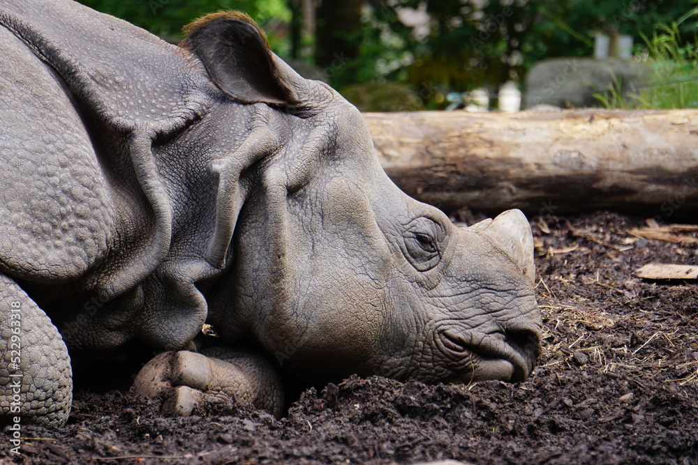 Rhinocerotidae (rhinoceros) lies quietly on the ground Rhinocerotidae (rhinoceros) lies quietly on the ground