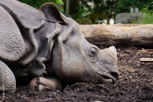 Rhinocerotidae (rhinoceros) lies quietly on the ground