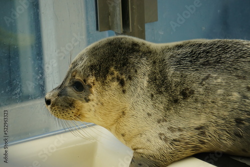 Seal in the rescue center, halichoerus grypus photo