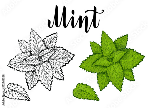 Mint. Mint leaves, mint plant. Botanical drawing. Isolated vector on white background. Hand drawn illustration. Color and black-and-white sketch in retro style. Cooking spicy ingredient