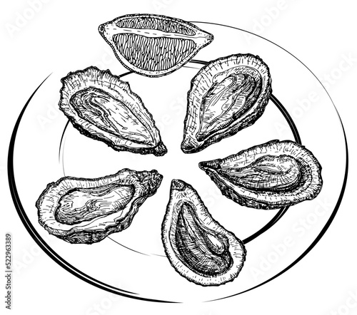 Vector illustration of oyster. Oysters on a plate and a slice of lemon sketch. For oyster farm and oyster restaurant design template. Hand drawn fresh seafood illustration.