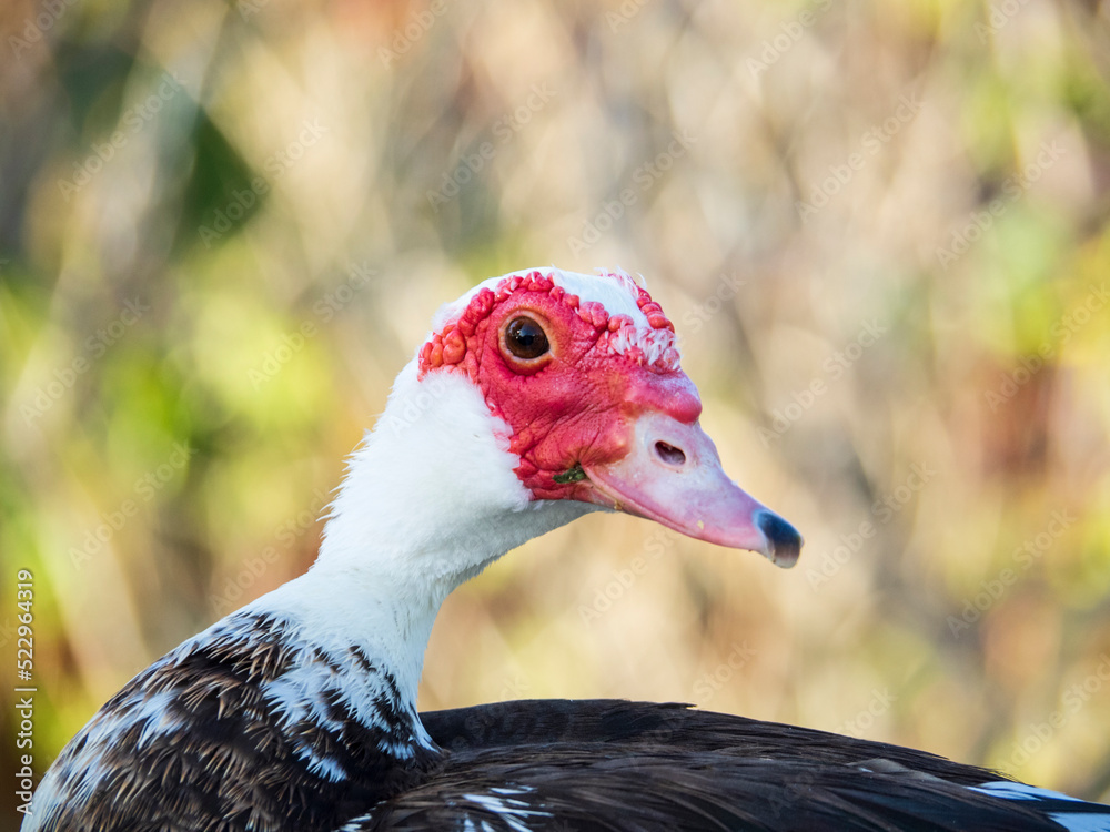 Primer plano de pato de pico rojo