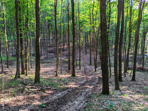 a road in a mixed forest in summer in Ukraine