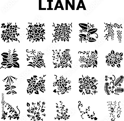 Vine Liana Exotic Growing Plant Icons Set Vector. Japanese Honeysuckle And Poison Ivy, Caroline Jessamine And Wisteria Liana, Tropical Cypress And Bougainvillea Glyph Pictograms Black Illustrations