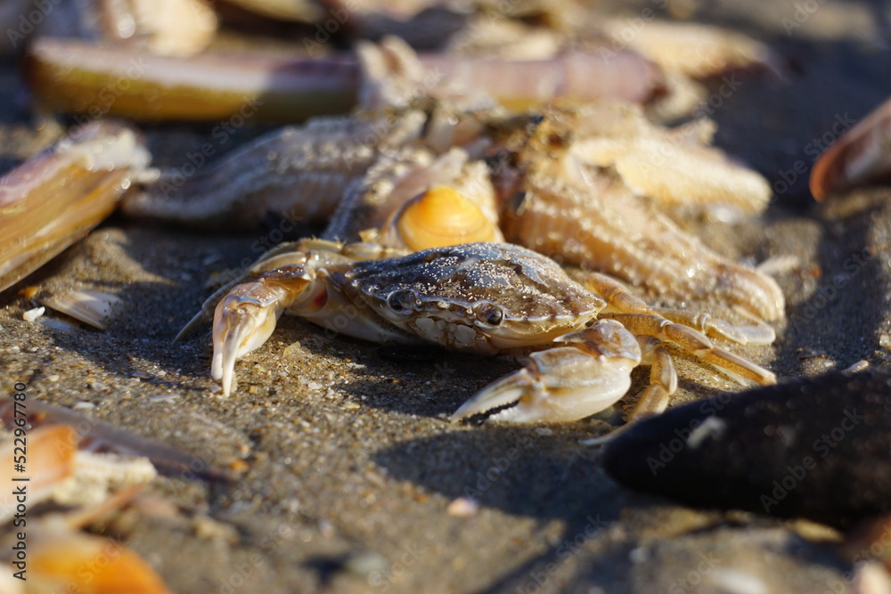 Flying crab (Liocarcinus holsatus) on the beach