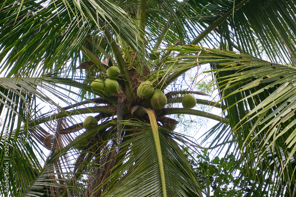 Fototapeta premium Fresh young coconut is on the tree