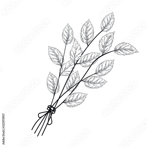 Mint vector stock illustration. A bunch of grass. Birch branches, nettles, oregano. Isolated on a white background.