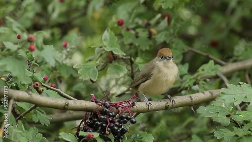 robin on branch