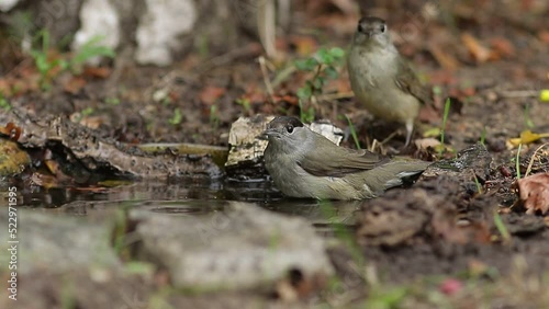 sparrow on the ground