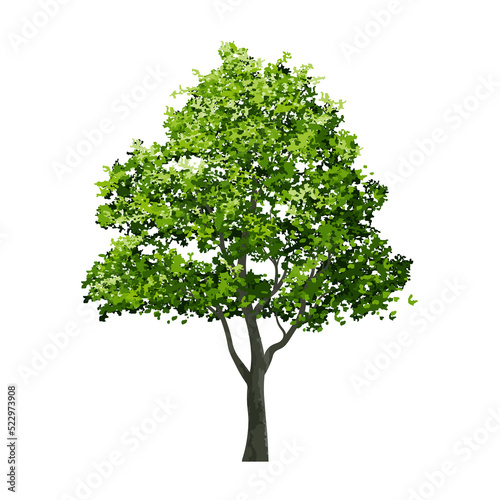 Big tree. Use for landscape design  architectural decorative. Park and outdoor object idea for natural template.