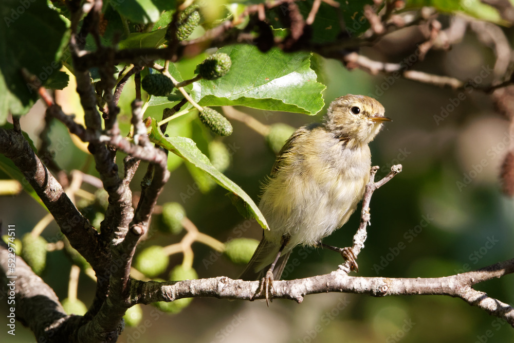 Fototapeta premium le pouillot véloce
