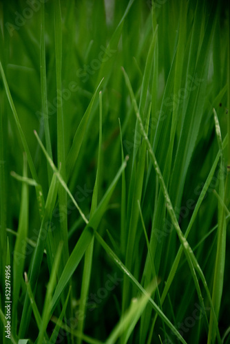 Deep green grass background. Natural backdrop