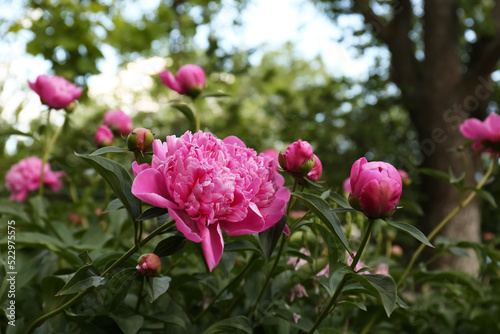 Beautiful peony plants with pink flowers and buds outdoors
