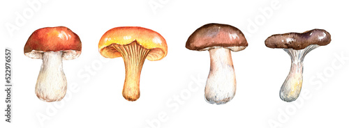Watercolor forest mushrooms set. Hand painted illustration isolated on white background. Fall design for poster, print, postcard