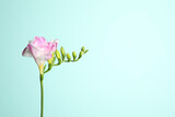 Beautiful blooming pink freesia on light blue background. Space for text