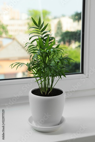 Chamaedorea palm in pot on windowsill indoors. House plant