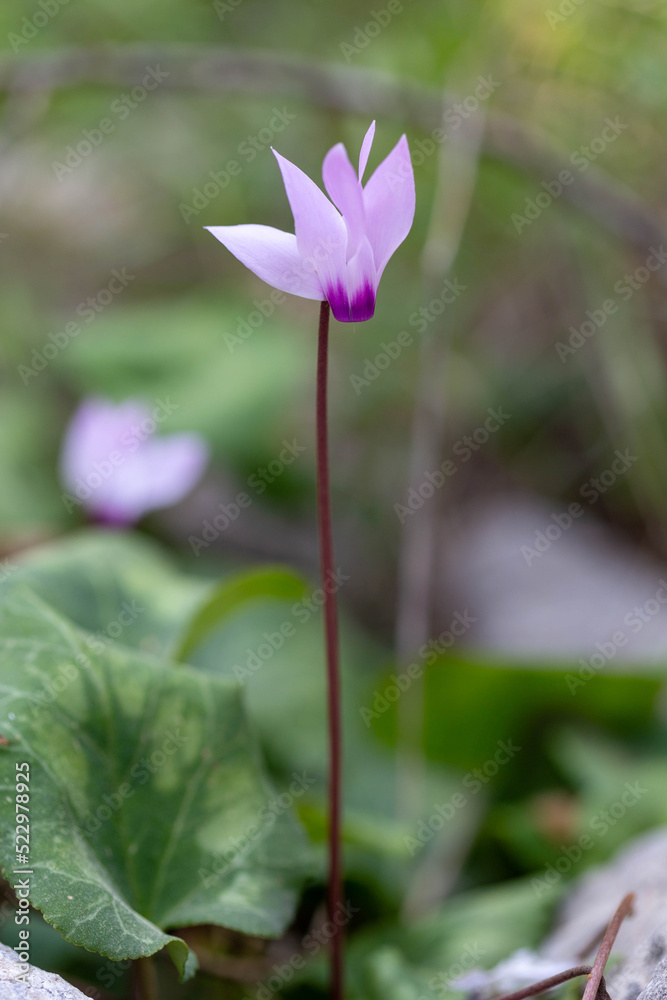 Pink cyclamen persicum blossoms in spring in the Ben Shemen forest. Israel. Pink cyclamen persicum blossoms in spring in the Ben Shemen forest. Israel.