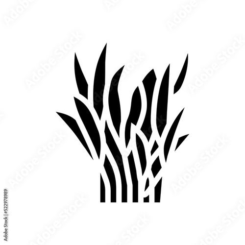 java fern glyph icon vector. java fern sign. isolated symbol illustration