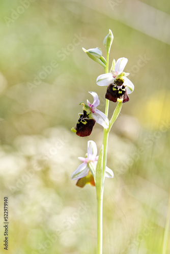 Bild auf Leinwand ophrys bourdon