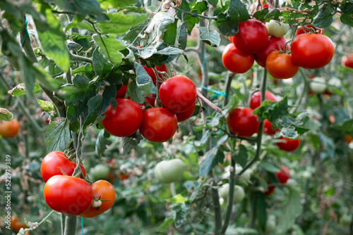 Close up shot of organic tomatoes growing on a stem. Local produce farm. Copy space for text, background.