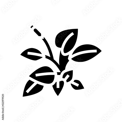 anubia nana glyph icon vector. anubia nana sign. isolated symbol illustration